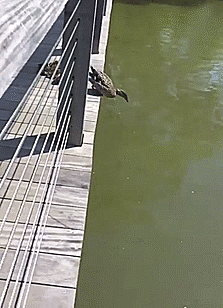 tastefullyoffensive:No one left behind. [video]