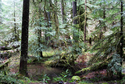 bright-witch: Hinterlands IV ◈ Pacific Northwest photography by Michelle N.W. ◈ ◈ Print Shop ◈ Blog 