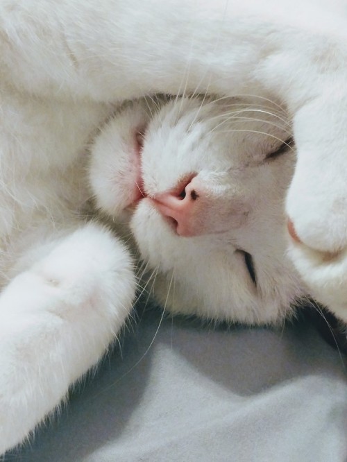 mobius-loop: silly boy sleeping, whiskers everywhere
