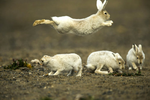 pagewoman: Young Arctic Hares ~  Fred Lemire
