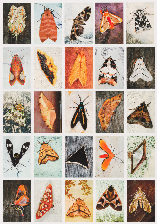 Emmet Gowin Index No. 42. October 2011, Mount Totumas Cloud Forest, Santa Clara Province, Panama