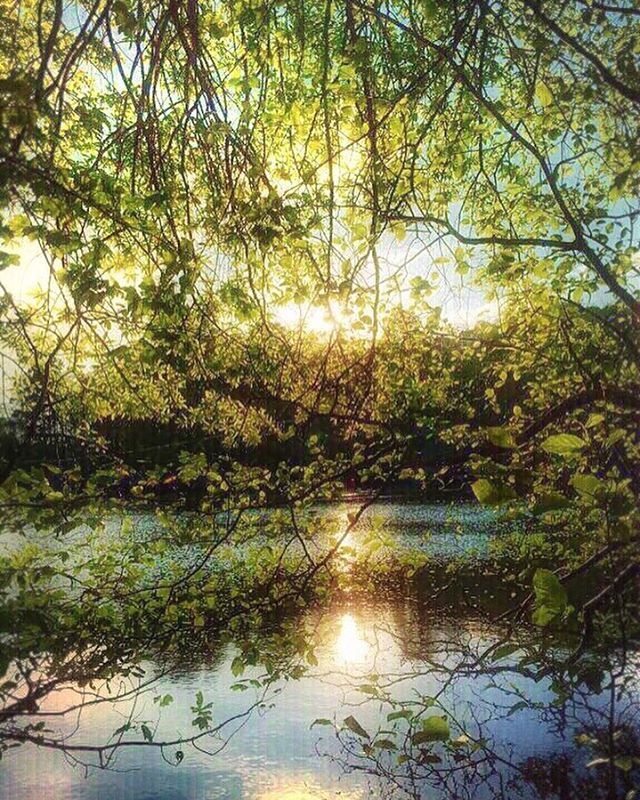 sparrowsriver:  Dapple   #iphoneography #rookieapp #mextures #dapple #nature #ncnature