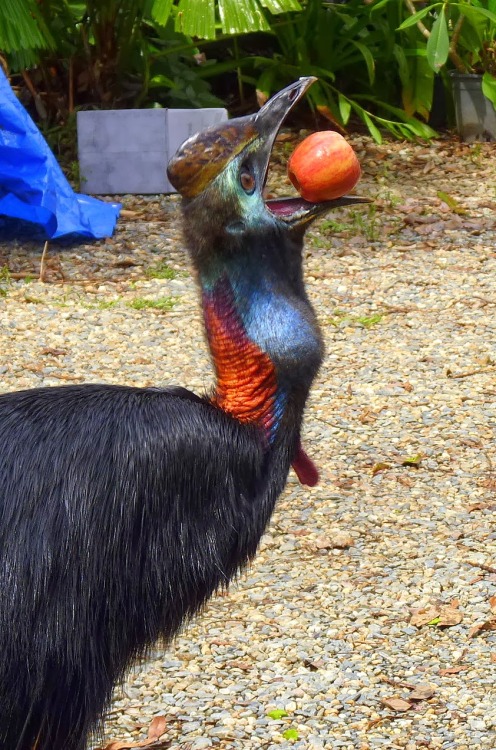 calleo: zsl-edge-of-existence: While cassowaries have been known to eat fungi, flowers, snails, inse