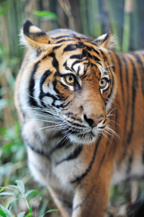 bigcatkingdom:  (by jaroslavd)