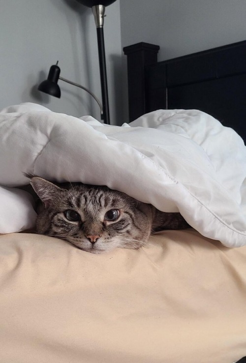 kiernanshayemckay:I am staying in bed today 