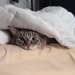 kiernanshayemckay:I am staying in bed today 