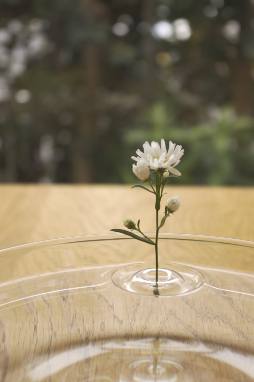 dominatemybody:  travelingcolors:   Floating Ripple Vases (by oodesign)   Fill your favorite container with water and float the vase. According to the movement of the air, the plants change their position within the container.     Omg so cool, I want