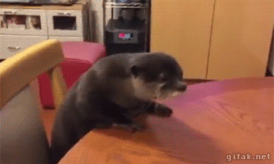 Ifindkarma Be Kind And So Can You Otter What Did You Call Me Gif
