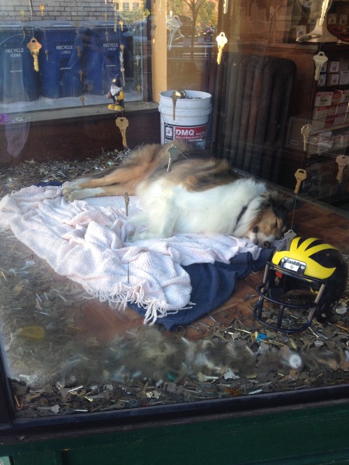 Cute Collie sleeping in a locksmith’s front window.