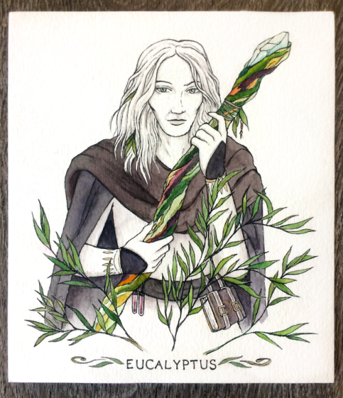 Eucalyptus Wizard6/12