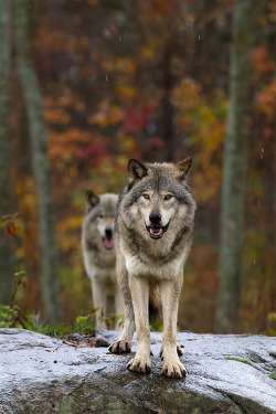 earthyday:  Double Trouble - Timber Wolf  by Jim Cumming 