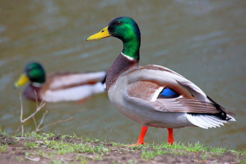 The Guys by PhotoDocGVSU on Flickr.