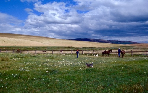 Palouse Landscape in Early Summer With People, Horses, Cattle and a Dog, Whitman County, Washington 