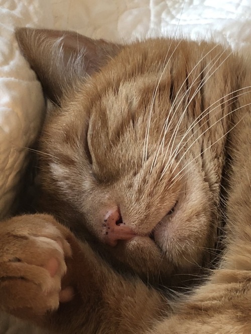 katewalsh:#Caturday mood.#Pablo