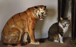 animal-factbook:  Cats enjoy imitating sculptures