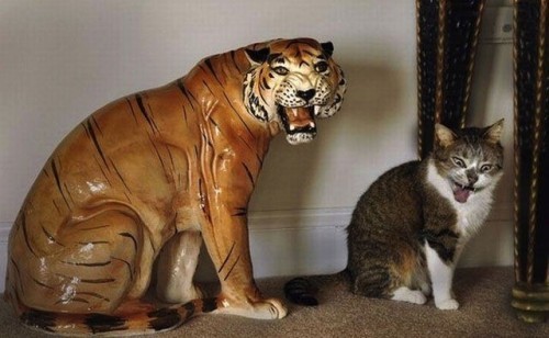 animal-factbook:  Cats enjoy imitating sculptures they see. These sculptures can be anything from common household figures to Michelangelo’s David. 