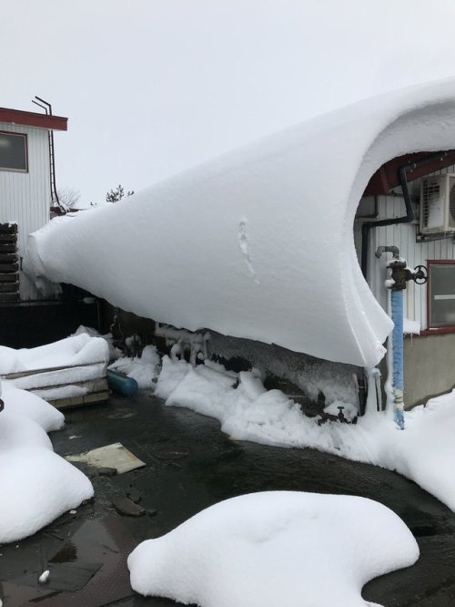 nakanotakeko: over-sleep: 屋根の雪って本気出すとここまでなるんやな。 新潟県小千谷市（ ひらっちさんのツイート ） そのまま丸めてロールケーキにしたい