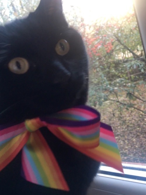 cheinsaw: clayduckling:  cheinsaw:  cheinsaw:  black cats are wonderful because you
