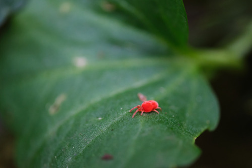 A tiny red tick. watch out!smugmuginstagram