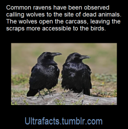 ultrafacts:Source: [x]Click HERE for more