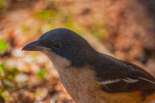 Southern Boubou: Chapman’s Peak