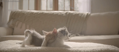 Reasons I relate to cats