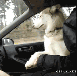Mimi Pets Gifs: Cats, Dogs, Animals