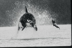 alaskan-orca:  AT4 Chenega attacks a Dall’s