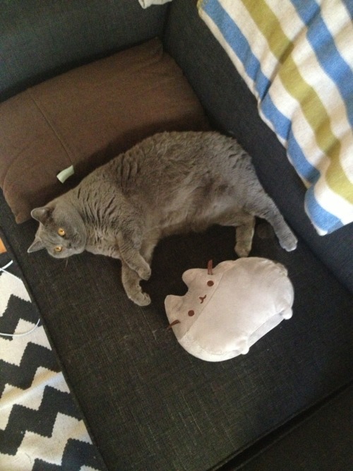 vneilv: When Baby met Pusheen.