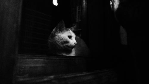 alexandraoffie:The observer^^