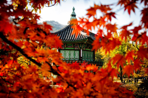 rjkoehler:Crimson maples, Gyeongbokgung Palace.