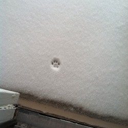 dynastylnoire:  How my cat feels about snow the littlest nope ever 