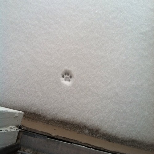 The story a single paw print in the snow leaving home can tell