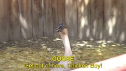 novahdumb:  Shit talking goose