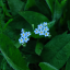 flowersnaturecody