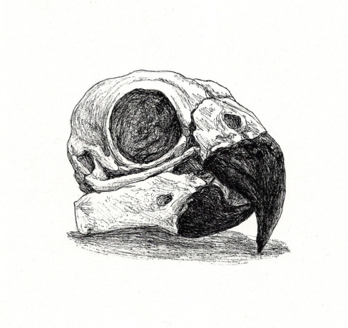 Inktober: 22 - parrot skull