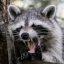 styro-raccoon