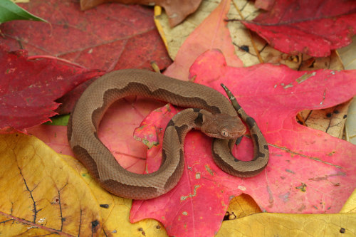 exotic-venom:Agkistrodon contortrix phaeogaster (Osage Copperhead): a neonate with an aberrant patte