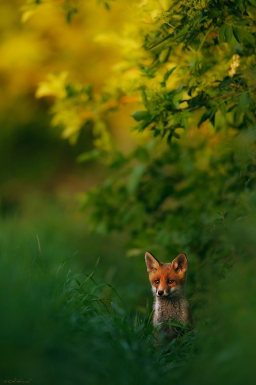 magicalnaturetour:  GDT Nature Photographer of the Year 2013. Overall and mammals category winner: Red Fox in sunset light by Hermann Hirsch Photographer via Guardian 