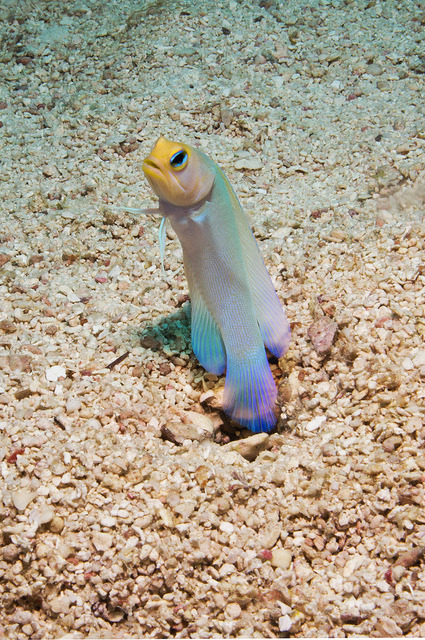 marine-science:  Yellowheaded Jawfish by rwe0207 