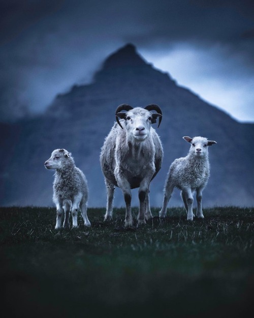 fifineller:  Family photo sesh with the Icelandic sheep squad by Andrew Studer