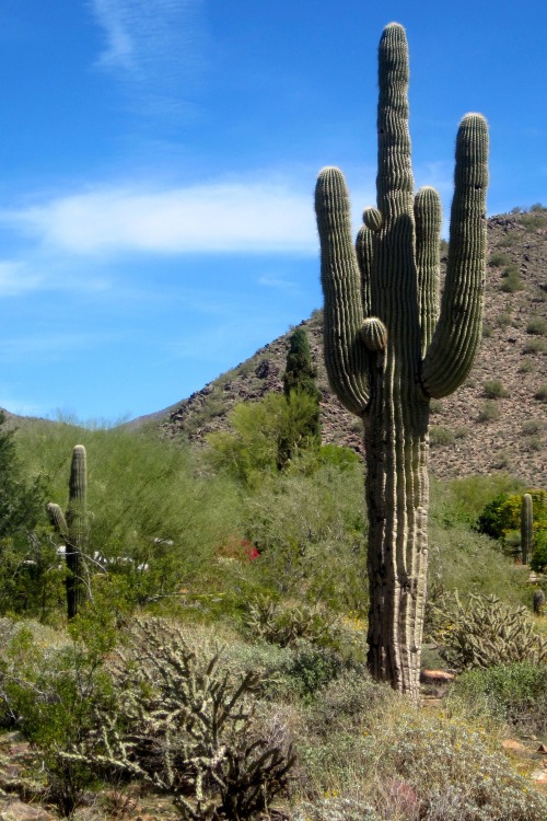 Top: Saguaro, Scottsdale, Arizona, 2014; Below: Cardon, Parque Nacional de los Cardones, Salta, Arge