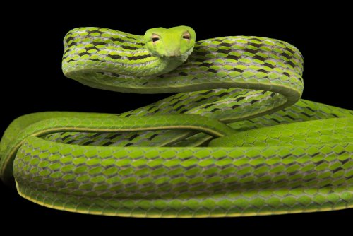 redlipstickresurrected: Joel Sartore (American, based Lincoln, NB, USA) - An  Oriental whipsnake nat