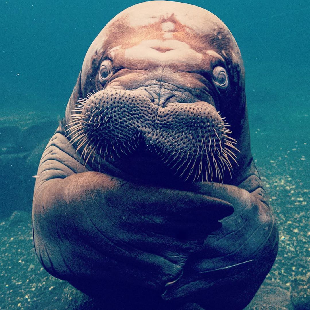 funny walrus face