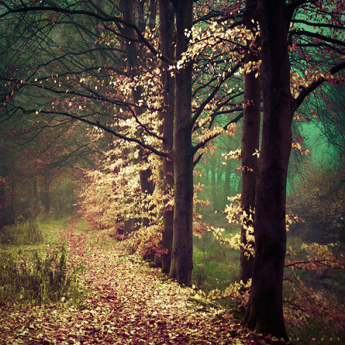 thegoddamazon:One of the reasons I love deciduous forests. There’s magic in these places.