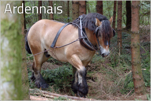 kimblewick: transperceneige: The 9 french draft horse breeds France, doing draught horses right