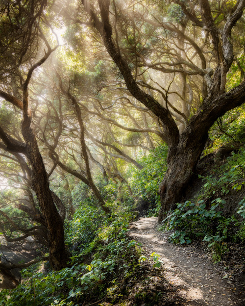 tumblekai: When the sea spray does magical things to the Pohutukawa forest high up above Piha North.