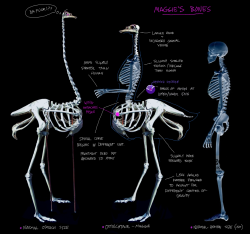 how to draw a better ostrichtaur begins by understanding the frameworkso i photoshop-cobbled some basic conceptualization and worked out proportions