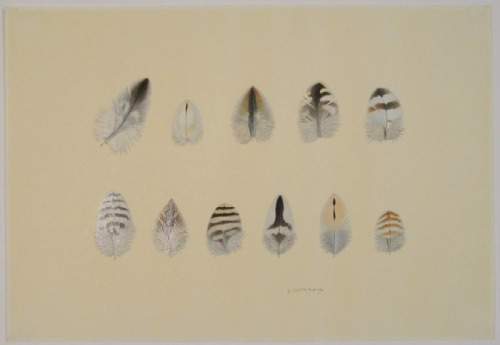 Walter Linsenmaier, 11 feathers of raptors, 1972. Drawing.