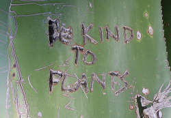 ambeian:  childinaloft:  f0kjullenaaierz:    f0kjullenaaierz:  more similar cool shit here   more photos of words inscribed into plants here  ✰indie ✰ bambi✰